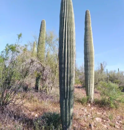 cactus for sale company