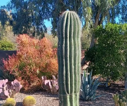 cactus installation company